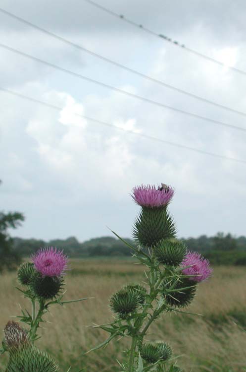 Bull Thistle and birds on wire.jpg 32.8K